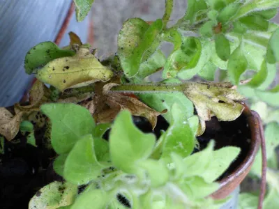 Желтеют листья у петунии - Agro-Market24