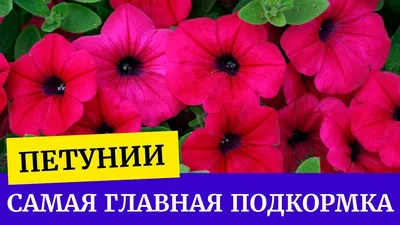 Вечноцветущая барышня-петуния: уход за популярными балконными цветами