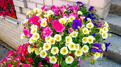 🌸Петуния. Самая главная подкормка. Защита петуний от болезней. Хлороз  петуний🌱 - YouTube