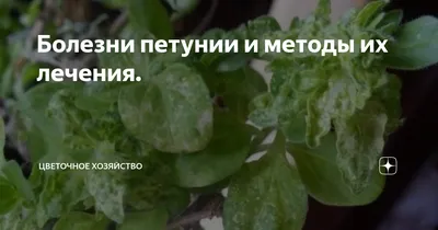Вечноцветущая барышня-петуния: уход за популярными балконными цветами