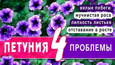 РУКОВОДСТВО ПО УХОДУ ЗА ПЕТУНИЯМИ - АО «Фертика»