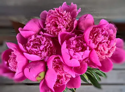 Почему не цветут пионы: 6 самых частых причин | В цветнике (Огород.ru)