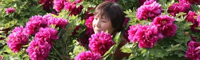 Романтичный пион – растение целителей и императоров | Интернет-магазин  садовых растений