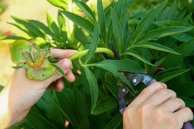 Секреты цветовода: чем болеют пионы, и какие вредители могут им угрожать