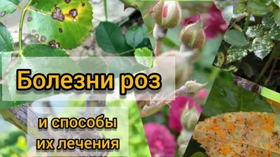 Ложная мучнистая роса и серая плесень на розах