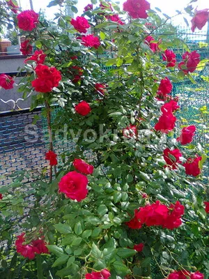 Плетистая роза Фламентанц / Flammentanz - описание сорта - Энциклопедия -  Всё о цветах для Вашего сада