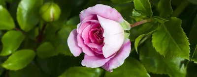 Ржавчина роз, признаки и лечение