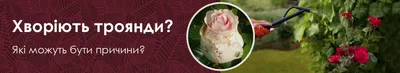 Выращивание плетистых и штамбовых роз — SonceSad Выращивание плетистых и  штамбовых роз — SonceSad