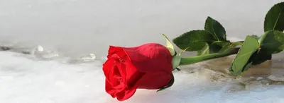 Купить Роза плетистая-клаймбер Розариум Ютерзен — от НПО Сады Росcии с  доставкой