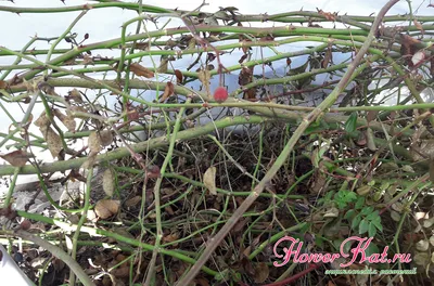 Посадка, выращивание и уход за плетистой розой Индиголетта - Посадика