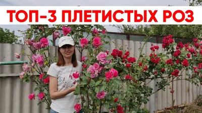 Роза плетистая Шекспир | Купить саженцы в питомнике Мир Садовод, Крым