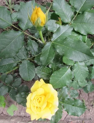 5 лучших сортов плетистых роз для Сибири | В цветнике (Огород.ru)
