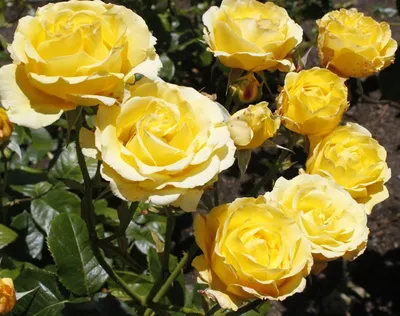 Заглянем под укрытие плетистых роз в конце февраля - Энциклопедия - Всё о  цветах для Вашего сада