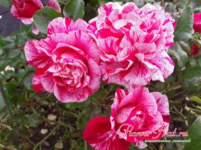 ТОП-3 плетистых роз. Выбираем лучшие сорта для дачи - YouTube