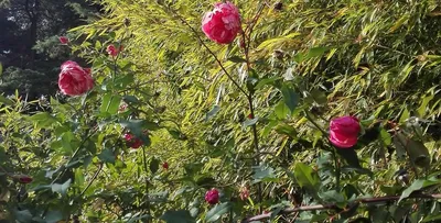Купить Роза плетистая-клаймбер Лагуна — от НПО Сады Росcии с доставкой