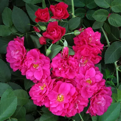 Роза плетистая New Dawn - «Плетистая роза сорта Нью Даун. Одна из самых  неприхотливых и морозоустойчивых плетистых роз.» | отзывы