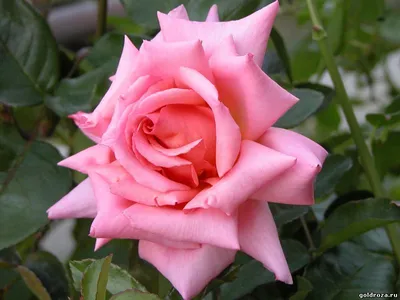 Роза плетистая: посадка, уход, сорта