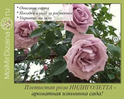 Розы плетистые Компешн / Compassion
