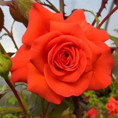 Роза плетистая Фламментанц (Climber rose Flammentanz) Кордес (Kordes) -  «Очень красивая плетистая роза сорта Flammentanz. Танец пламени. Гордость  фирмы Кордеса.» | отзывы