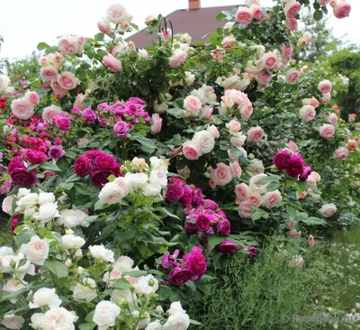 Роза Мишка / Michka - описание сорта - Энциклопедия - Всё о цветах для  Вашего сада