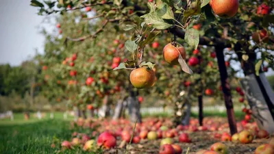 Плодовая гниль яблони: эффективные меры борьбы с монилиозом