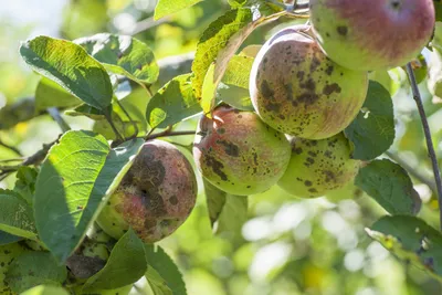 Яблоня домашняя - Malus domestica