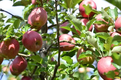Болезни плодов яблони фото фотографии