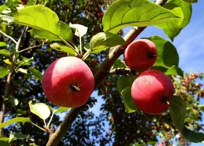 яблоня лесная, или дикая (Malus sylvestris