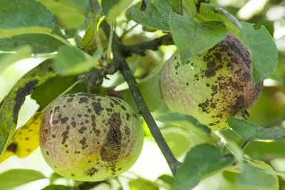 Как выявить и лечить болезни плодовых деревьев: советы