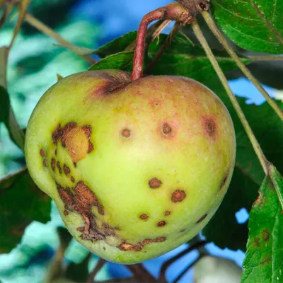 Болезнь плодовых деревьев: как называется и чем можно лечить? - ответы  экспертов 7dach.ru