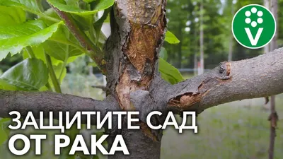 В Белгородской области появилось опасное заболевание плодовых деревьев -  KP.RU
