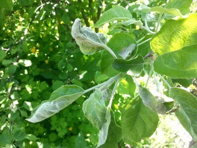 Чем опасен мох на плодовых деревьях, и как от него избавиться