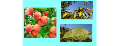 Болезни плодовых деревьев в саду. Ущерб, нанесенный грибку Apple Стоковое  Изображение - изображение насчитывающей весна, работа: 175342119