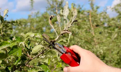Болезни семечковых плодовых деревьев и их лечение • APK-news.ru