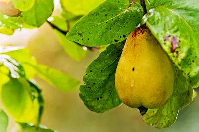 Монилиоз: фото, описание, лечение на вишне, яблоне, груше и сливе