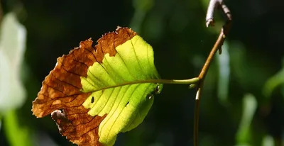 Защита плодовых деревьев от погодных явлений : GreenMarket