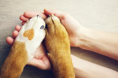Как лечить порез лапы у собаки | Блог зоомагазина Zootovary.com