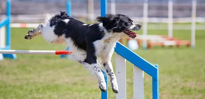 https://petstory.ru/knowledge/dogs/dog-health/dog-prevention/pododermatit-u-sobak-lechenie-priznaki/