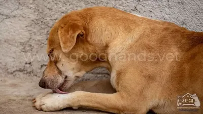 Проблемы с конечностями у собак - Ветеринарная служба в Новой Москве