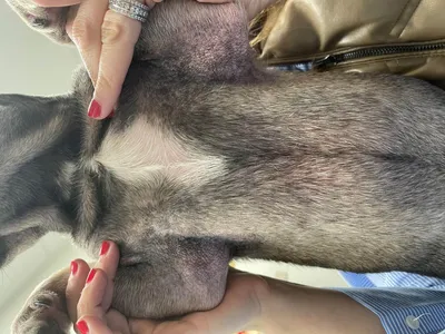 Болезни подушечек лап у собак фото фотографии