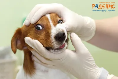 Болезни зубов и ротовой полости у собак — блог ветеринарной клиники «Амикус  Вет»