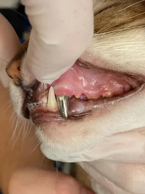 Когда выпадают зубы у собак - ветклиника \"в Добрые Руки\"