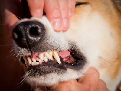Стандарт стоматологического приема животных