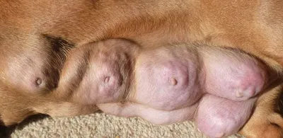 Дентальная имплантация у собак - ветеринарные статьи специалистов клиники  «Джунгли»