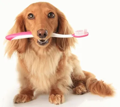 Болят зубы у собаки: как понять и что делать? | Блог зоомагазина  Zootovary.com