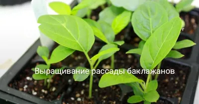 Выращивание рассады баклажанов в домашних условиях. Когда сажать? Фото —  Ботаничка