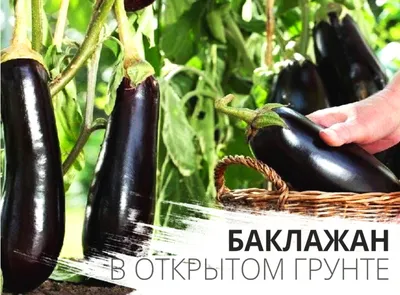 Почему вянут и опадают листья у рассады баклажанов? - ответы экспертов  7dach.ru