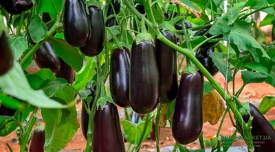 ВЫРАЩИВАНИЕ БАКЛАЖАНОВ В УКРАИНЕ ᐉ секреты успешной культуры |  NEW-SEEDS.COM.UA