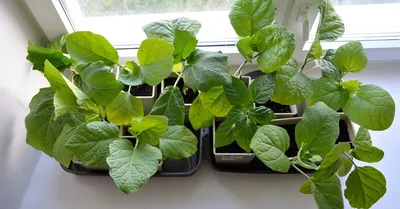 Болезни баклажан: болезни и вредители баклажанов - Agro-Market