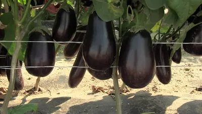 Болезни баклажан: болезни и вредители баклажанов - Agro-Market